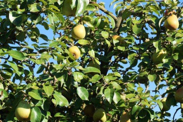Посадка плодовых деревьев весной: посадка на участке саженцев яблони, груши, вишни и сливы
