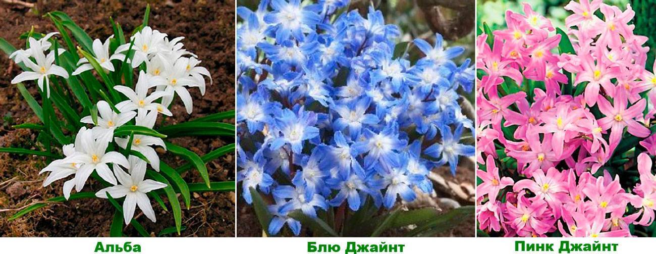 Цветок хионодокса: посадка и уход в открытом грунте, фото, выращивание в саду