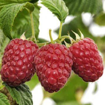Малина «джоан джей»: описание сорта, агротехника выращивания, ухода и посадки ягоды в открытом грунте (фото)