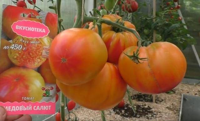 Томат "медово сахарный": характеристика и описание сорта помидор, выращивание, достоинства и недостатки, правильное хранение и борьба с вредителями
