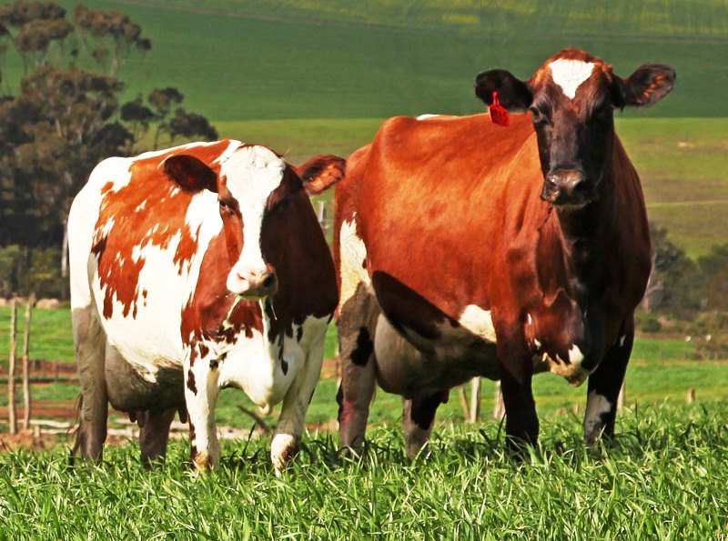 Голштинская порода коров: характеристика, описание, фото животных с черно-пестрым и иным окрасом, и сколько стоит голштинизированный вид крс?