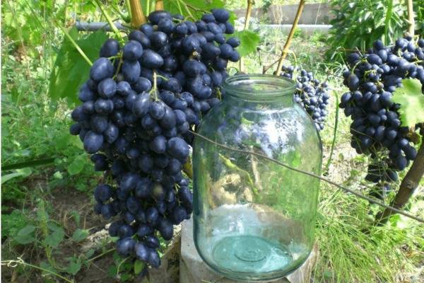 Виноград «богатяновский»: описание сорта, фото, посадка и уход