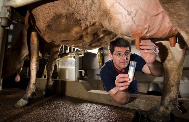 Кетоз у коров: симптомы, лечение, причины, признаки, и что это такое, как определить в домашних условиях, как избавиться народными средствами и иными методами?