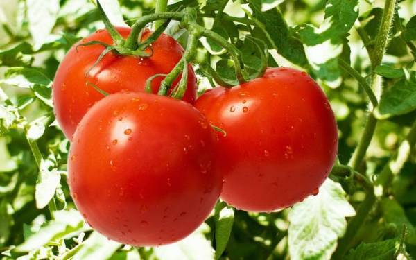 Сорт помидора «волгоградец»: фото, отзывы, описание, характеристика, урожайность