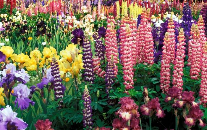 30 ярких цветов, которые можно сеять в открытый грунт в мае