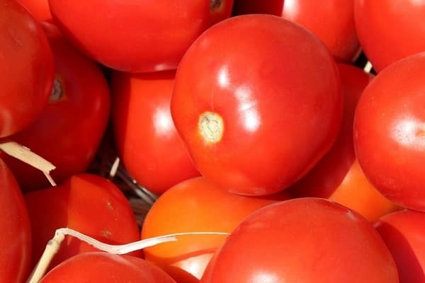 Обзор выносливых томатов — черри от юрия f1: отзывы об урожайности, описание сорта