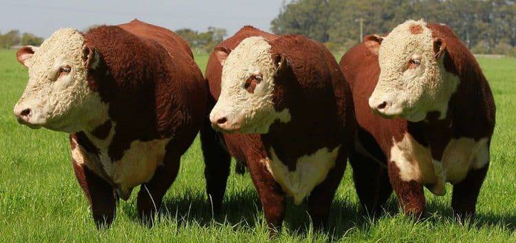 Герефордская порода коров : характеристики и описание быков и телят, питание мясного крс, содержание и фото