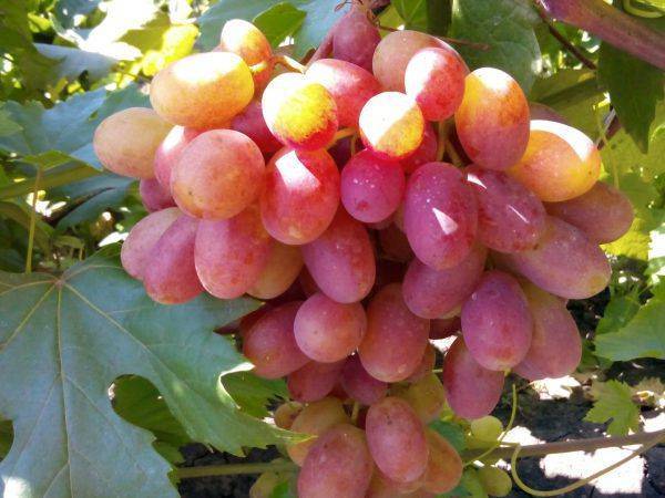 Сорт винограда дубовский розовый
