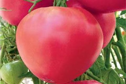 Сорт томата «данко»: описание, характеристика, посев на рассаду, подкормка, урожайность, фото, видео и самые распространенные болезни томатов
