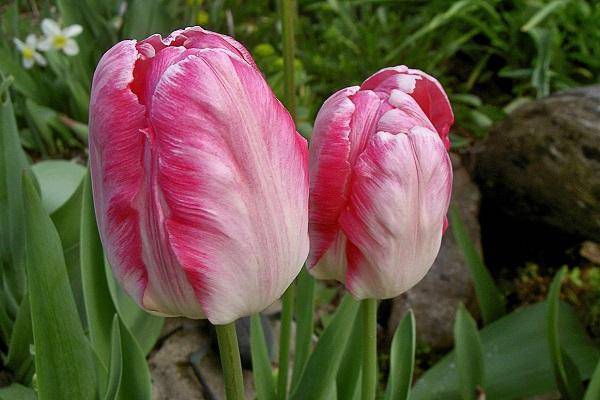 Попугайный тюльпан: фото, описание, лучшие сорта