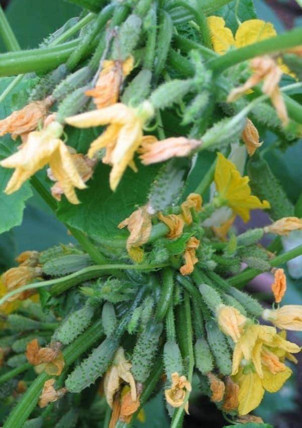 Описание сорта огурцов сибирская гирлянда f1. особенности выращивания в теплице