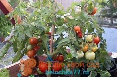 Индетерминантные томаты: что это такое, лучшие высокорослые сорта для теплицы и открытого грунта