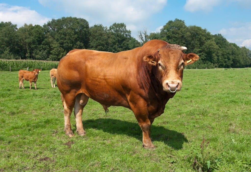 Особенности откорма бычков на мясо: эффективный рацион и правила кормления