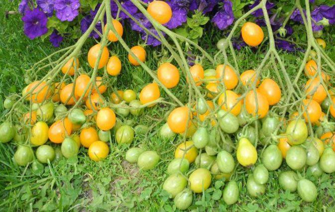 Эксклюзивный сорт с отличной продуктивностью — томат снежно-белый: отзывы об урожайности, описание помидоров