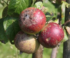 Если появилась парша на яблоне, как бороться летом? советы агрономов