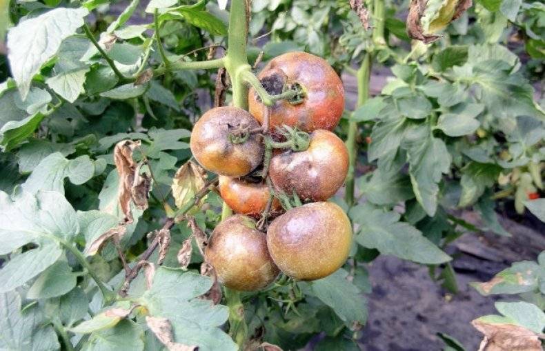 Как избавиться от фитофторы на помидорах?