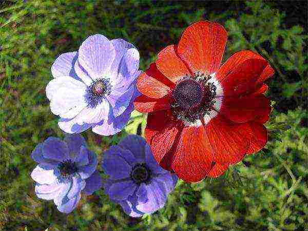 Цветы анемона: фото, посадка и уход за растением