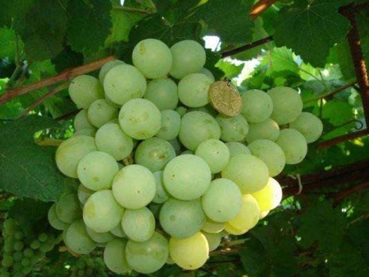 Виноград рута: описание и характеристики сорта, особенности выращивания и ухода