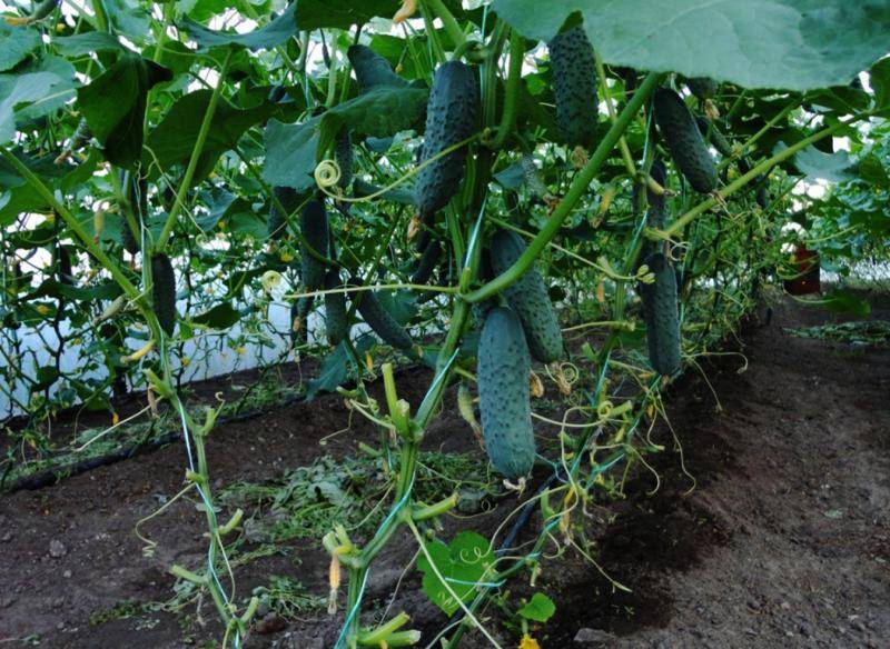 Выращивание огурцов в теплице, подвязка, полив, обработка