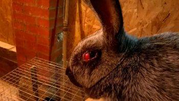 Все болезни, поражающие глаза кроликов