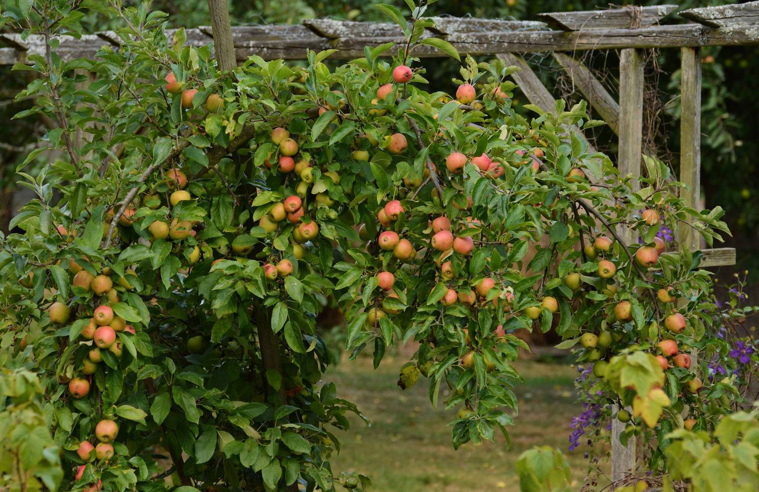 Разные сорта яблони на карликовых подвоях