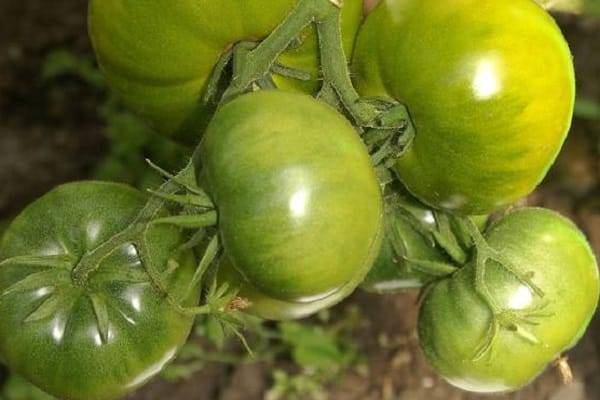 Что такое штамбовые сорта томатов и какие из них считаются самыми лучшими среди огородников