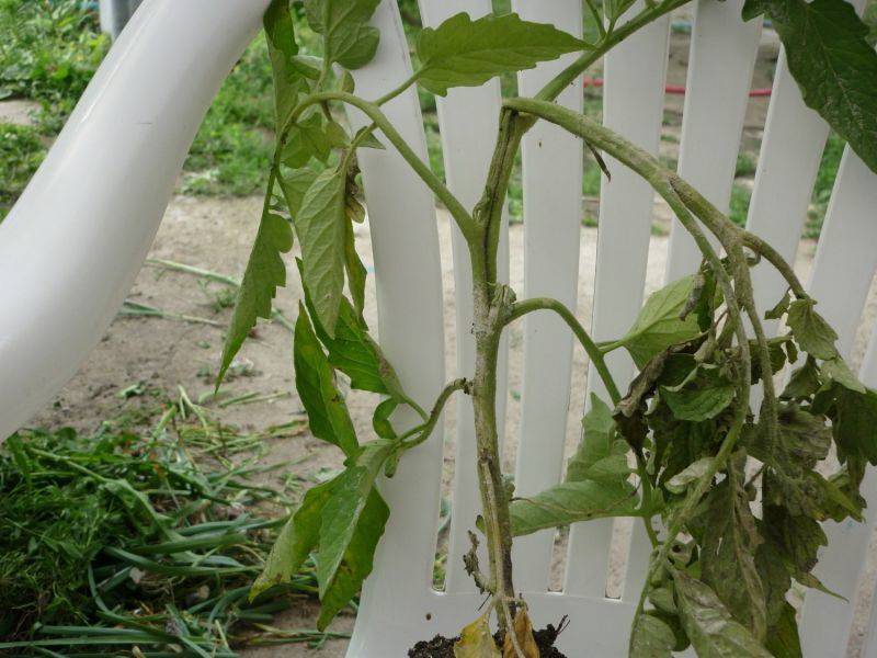 Черная ножка на рассаде томатов: что делать, как бороться с болезнью