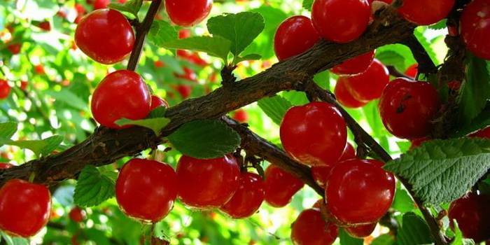 Войлочная вишня в саду – все о посадке, выращивании, обрезке и размножении