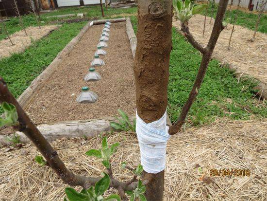 Глиняная болтушка для деревьев: рецепты, польза, применение