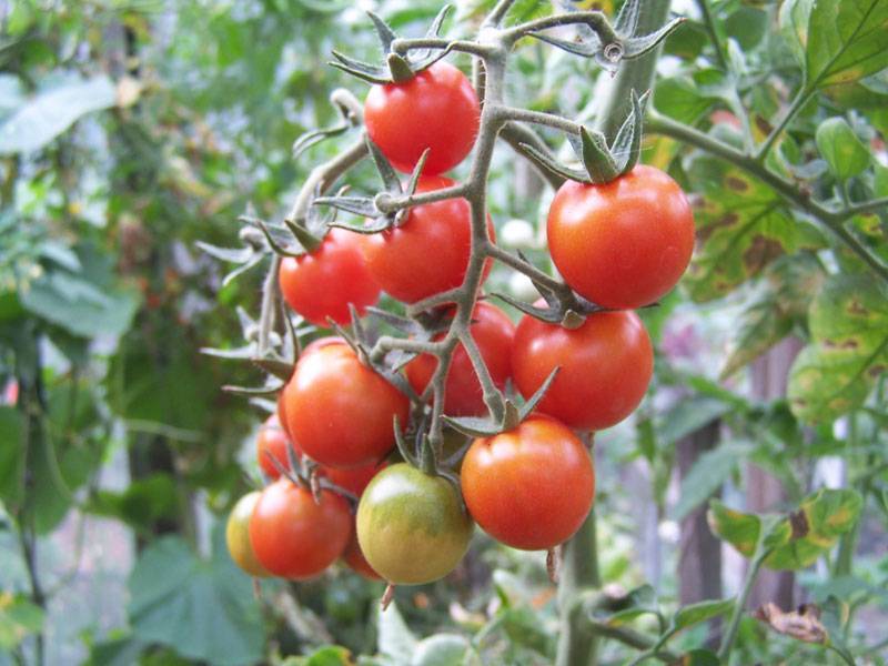 Черри блосэм: описание сорта томата, характеристики помидоров, посев