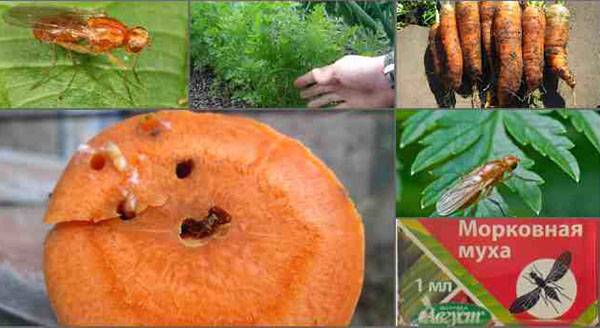 Вредитель корнеплода морковная муха, как с ней бороться