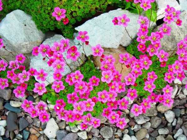 Камнеломка: характеристика, условия выращивания в саду