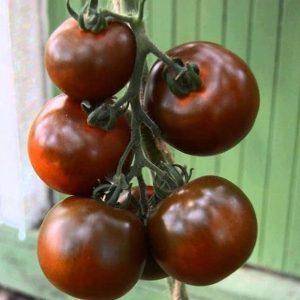 Кумато - сорт помидор: описание, выращивание