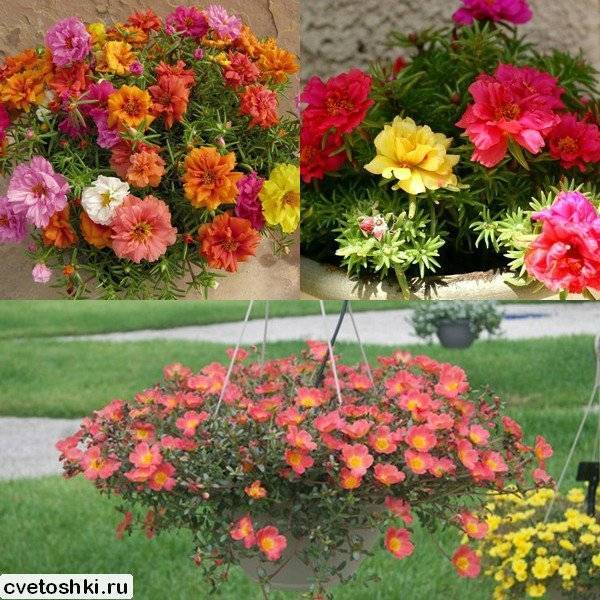 Низкорослые цветы для клумбы, цветущие все лето: описание, названия и фото