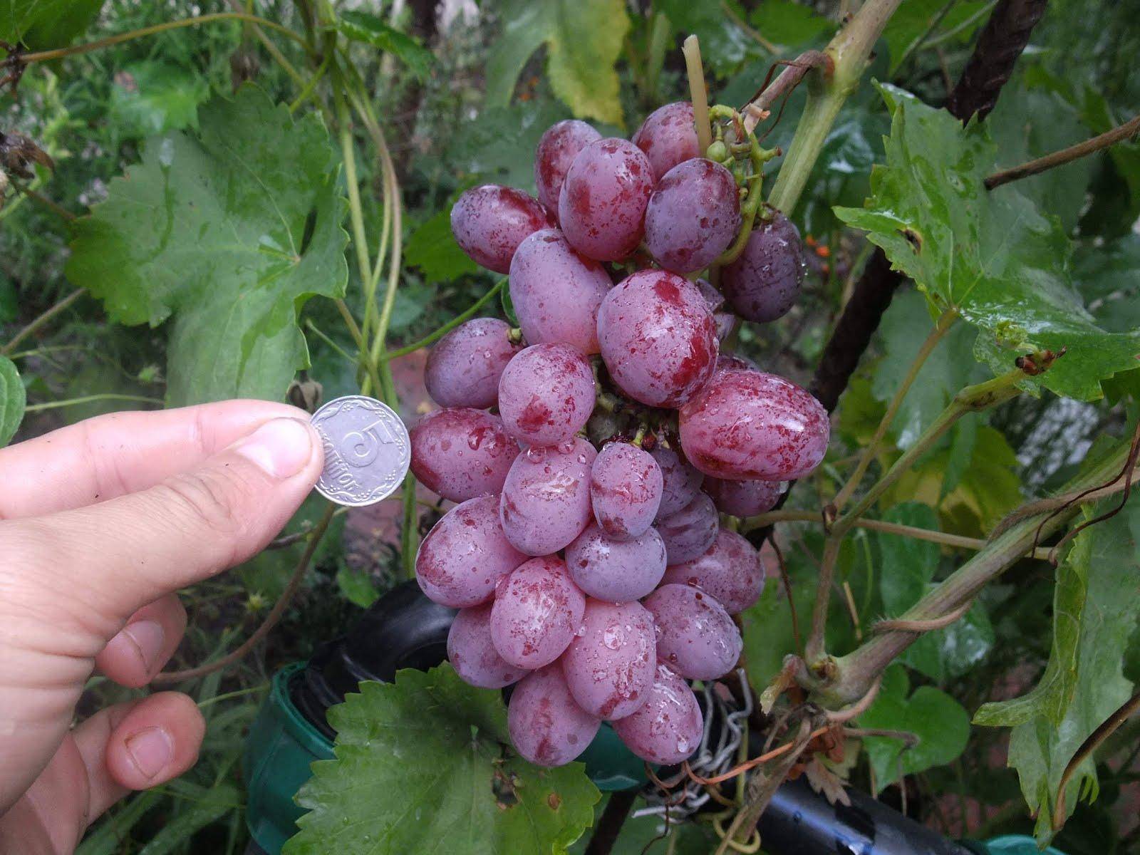 Описание винограда низина, особенности выращивания, преимущества и недостатки сорта