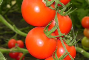 Фото, отзывы, описание, характеристика, урожайность сорта томата «дачник»