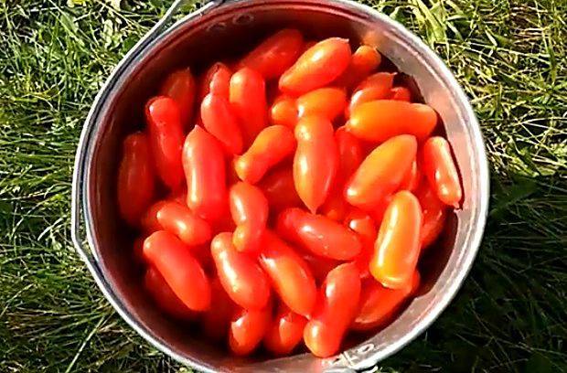 Сорт с обильными плодами — томат фляшентоматен: описание помидоров и характеристики
