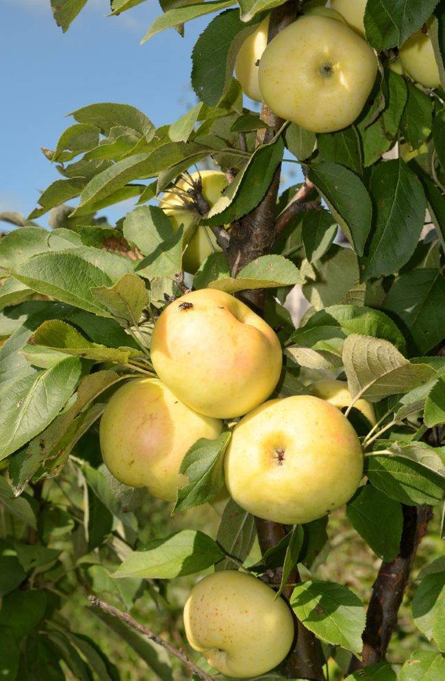 Яблоня колонновидная медок: описание сорта, фото, отзывы