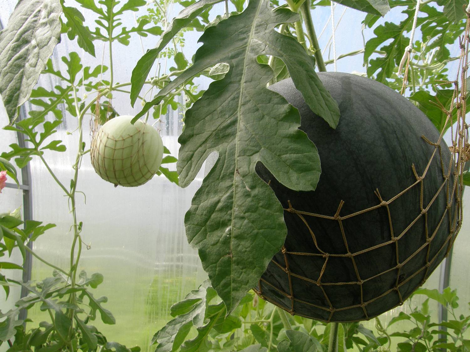 Арбузы в теплице (99 фото): правильное выращивание и грамотная подкормка