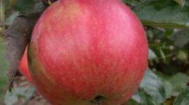 Яблоня коричное полосатое: описание сорта, фото, отзывы садоводов