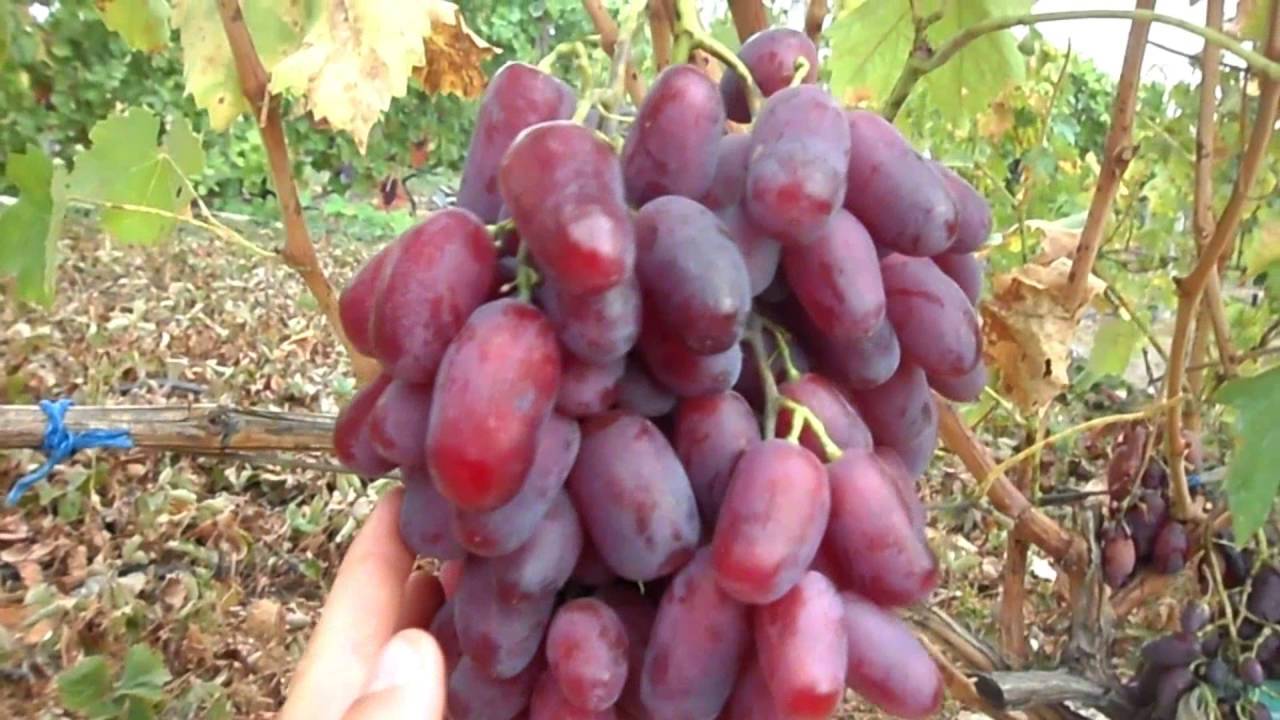Виноград ризамат: описание сорта и его фото, особенности выращивания и характеристики