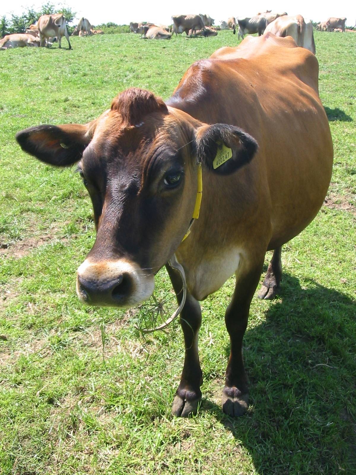 Джерсейская порода коров: описание и характеристики