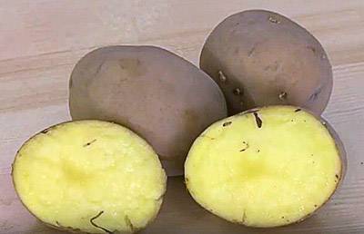 Мерлот: описание семенного сорта картофеля, характеристики, агротехника