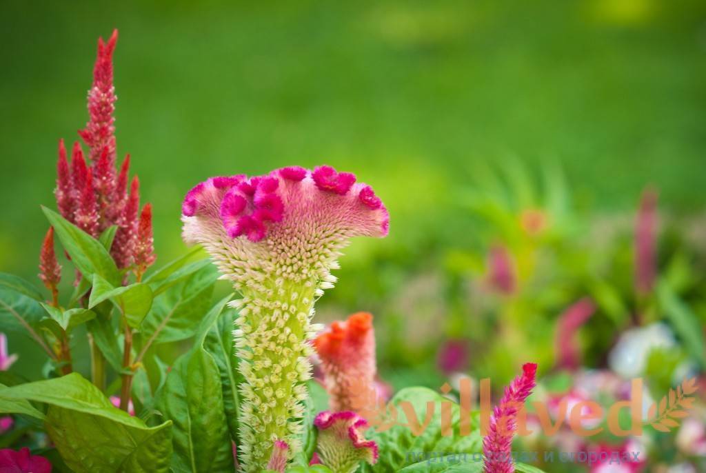Цветок целозия: фото, описание, уход и посадка целозии в открытый грунт