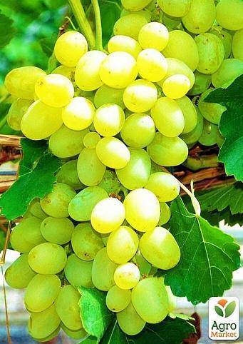 Какие особенности у сорта винограда супер экстра?