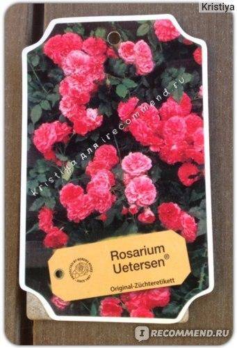 Правила выращивания плетистой розы сорта розариум ютерсен