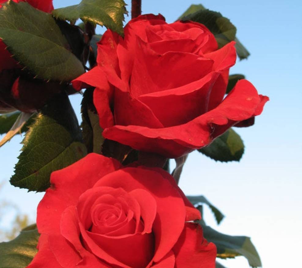 Все секреты выращивания кустовой пионовидной розы пиано. все секреты выращивания кустовой пионовидной розы пиано роза английская парковая чарминг пиано