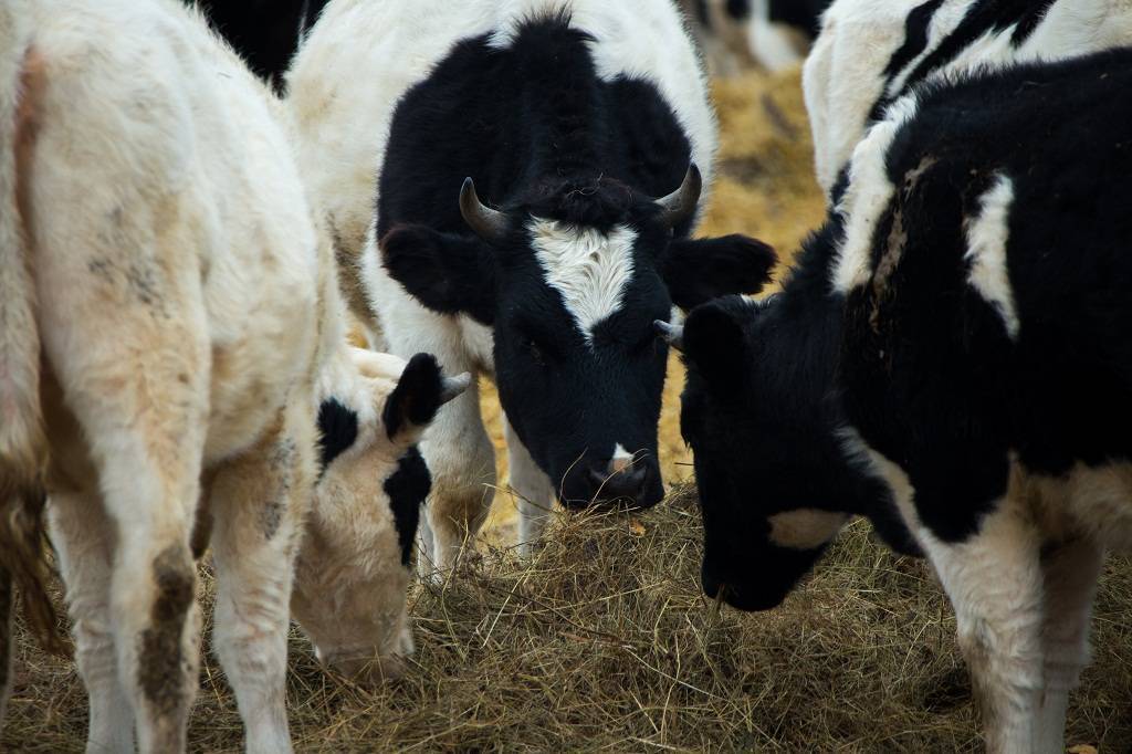Бонитировка крупного рогатого скота – определение классовости крс 2020