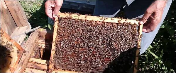 Признаки гнильца у пчел и лечение болезни