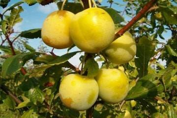 Персиковая слива: описание сорта, особенности выращивания, отзывы
